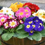 Bedding Plants