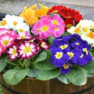Bedding Plants