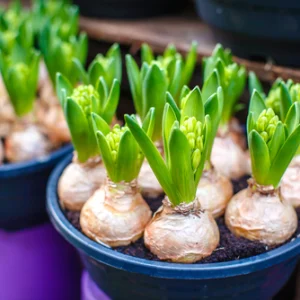 Bulbs