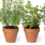 Herbs