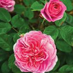 Roses