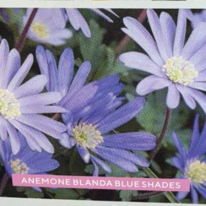 A remind Blanda Blue Shades