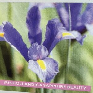 Iris Hollandica Sapphire Beauty