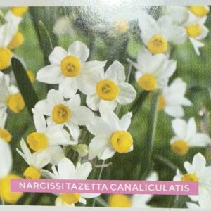 Product Narcissi Tazetta
