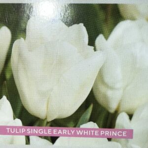 Early White Prince Tulip