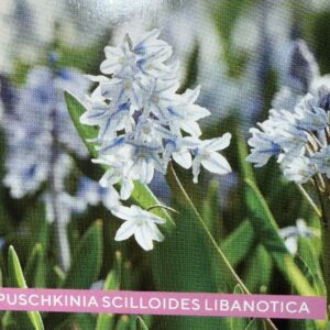 Puschkinia collides Libanotica