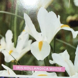White Iris