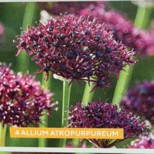 Allium Atropurpureum