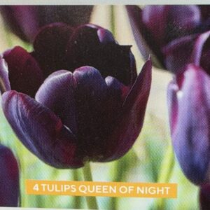 Queen of the Night Tulip