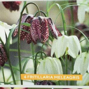 Fritillaria Malaga’s