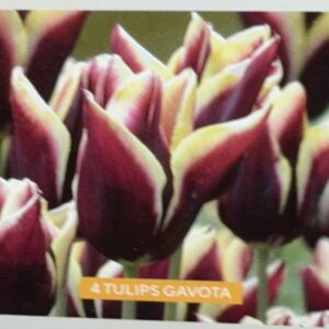 Tulip Gavota