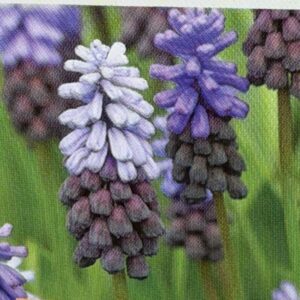 Muscari Latifolium