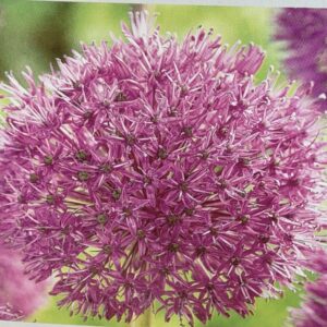 Allium Purple Sensation