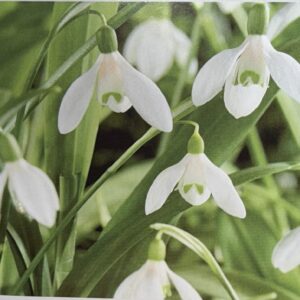 Snow drops Galanthis Woronowii