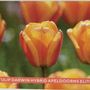 Tulip Darwin Hydrid Apeldoorns Elite
