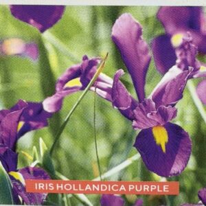 Iris Hollandica Purple