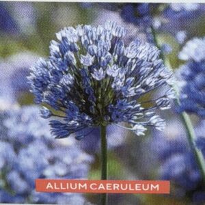 Allium Ceruleum
