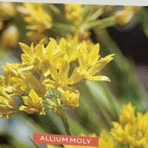 Allium Moly