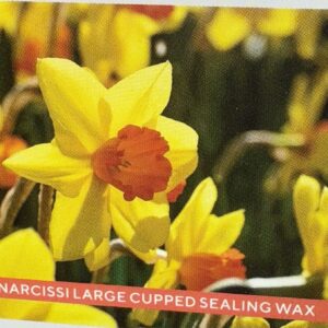 Narcissi Large Cupped Sealing Wax Daffodils