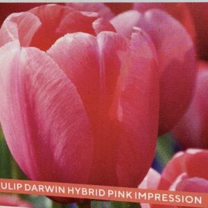 Tulip Darwin Hybrid Pink Impression