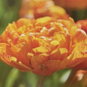 Tulip Sun Lover