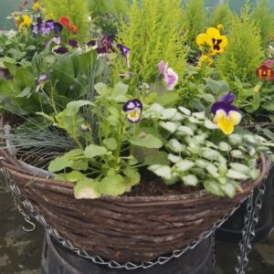 Autumn/Winter 14inch Rattan dressed hanging baskets