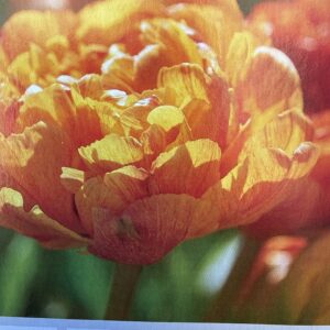 Product tulip sun lover